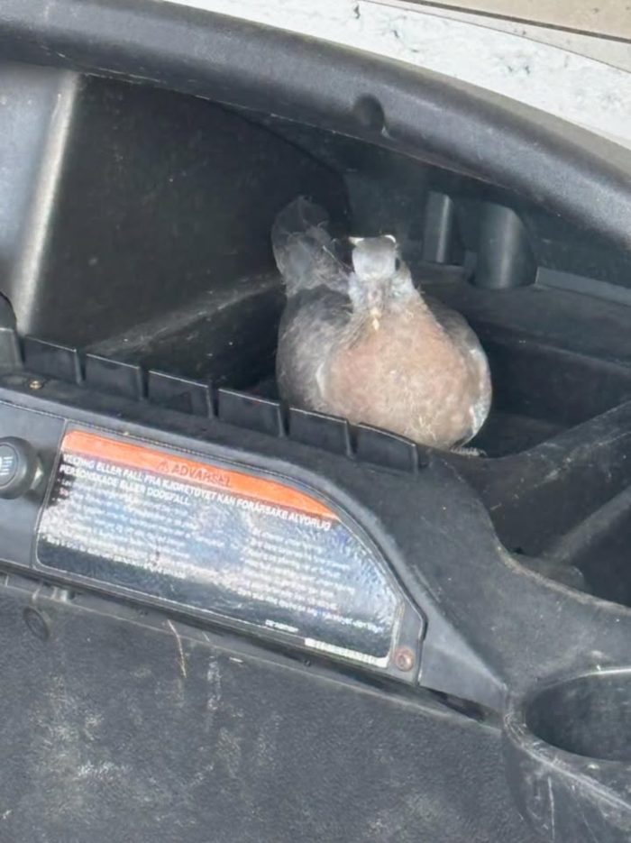 Vi ønsker vår nye banevert, dua Eagle velkommen. Dua har flyttet inn i den ene golfbilen vår, og var i går med Harald på sin første arbeidsdag rundt på banen.